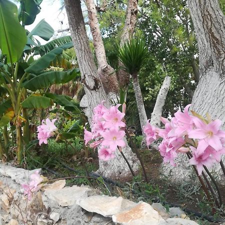 Agriturismo Torrevecchia San Pancrazio Salentino Εξωτερικό φωτογραφία