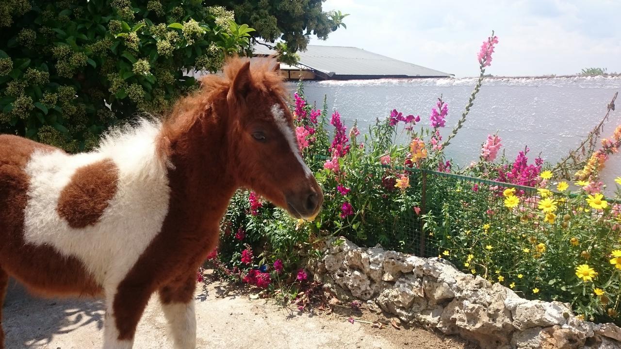 Agriturismo Torrevecchia San Pancrazio Salentino Εξωτερικό φωτογραφία