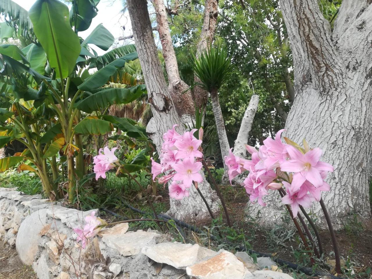 Agriturismo Torrevecchia San Pancrazio Salentino Εξωτερικό φωτογραφία