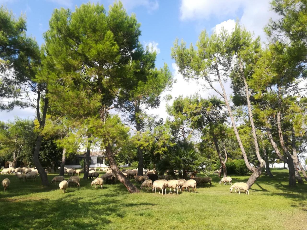 Agriturismo Torrevecchia San Pancrazio Salentino Εξωτερικό φωτογραφία
