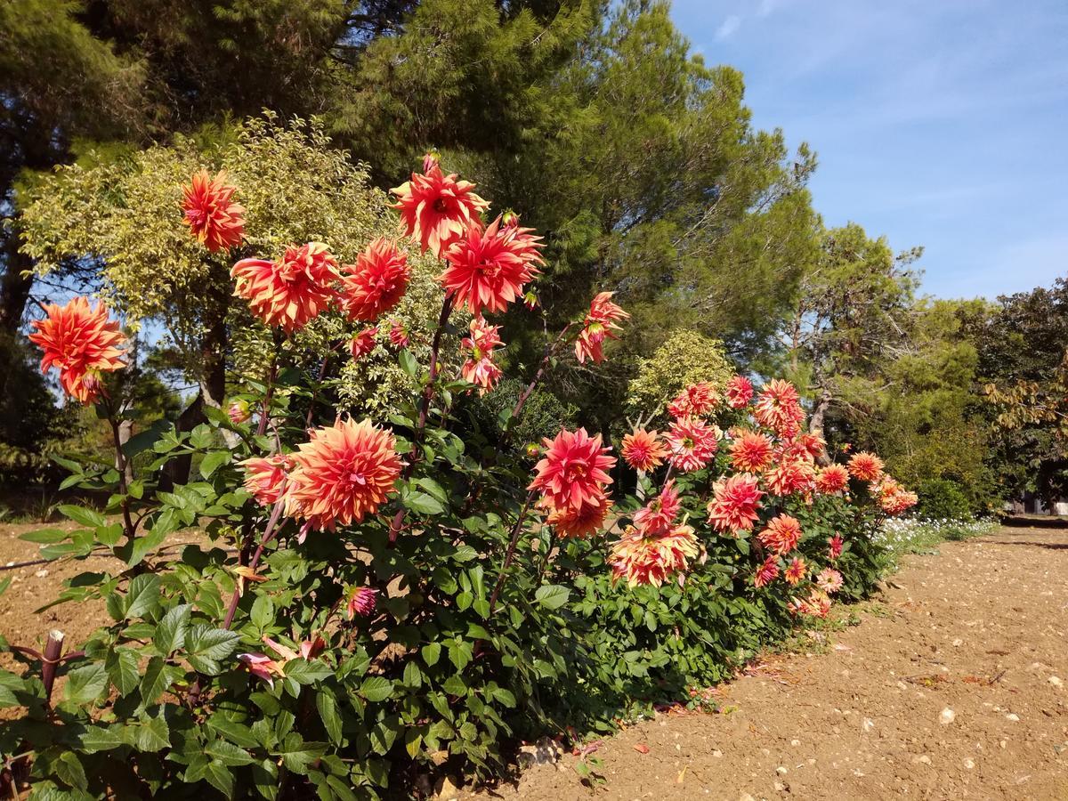 Agriturismo Torrevecchia San Pancrazio Salentino Εξωτερικό φωτογραφία