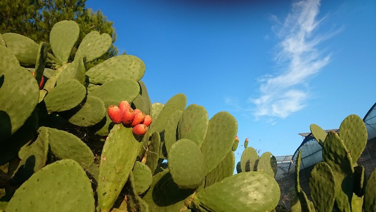Agriturismo Torrevecchia San Pancrazio Salentino Εξωτερικό φωτογραφία